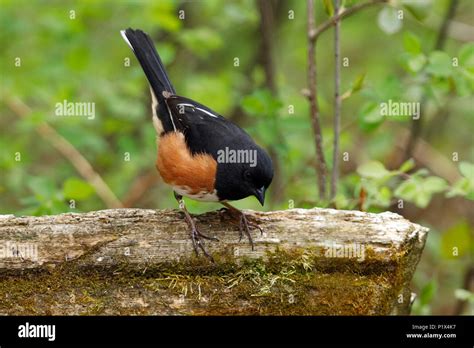Rufous Sided Towhee Hi Res Stock Photography And Images Alamy