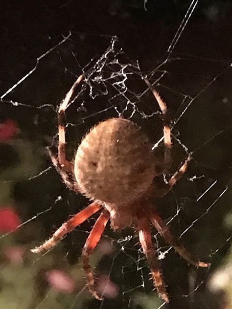 Unidentified Spider In Sevierville Tennessee United States