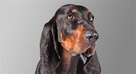 Black And Tan Coonhound Dog Breed Information American Kennel Club