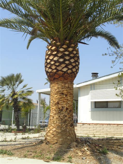 Big Palm Trees For Sale Canary Island Date Palms For Sale Mejool