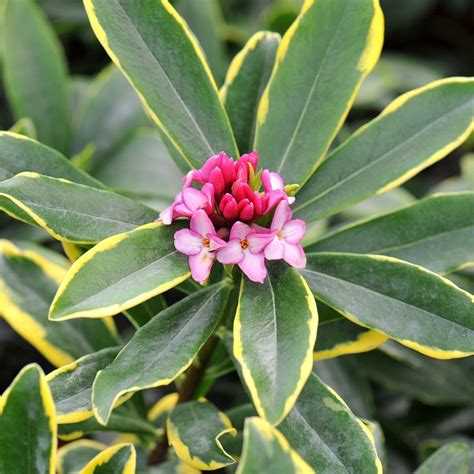 Daphne Odora Fragrant Hardy Evergreen Shrub Outdoor Plants Flowers