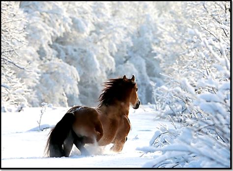 Quelques semaines plus tard, boule de neige a l'idée de créer un moulin à vent sur la colline pour générer de l'électricité et alléger le travail des animaux. Top 20 des plus belles images d'animaux à la neige ...