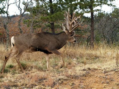 Goliath Returns Photographer Captures New Shots Of Freakish Colorado