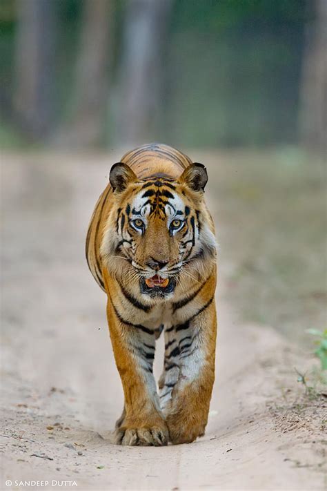 Tiger On Prowl Photograph By Sandeep Dutta Fine Art America