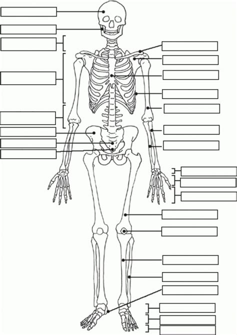 Human Skeleton Quiz Printable Human Skeleton