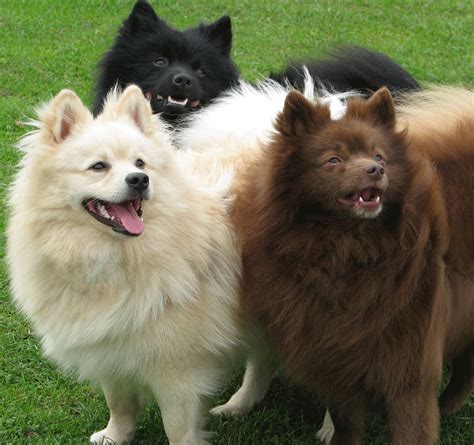 The German Spitz Klein Is Really A Breed Of Dog In The German Spitz