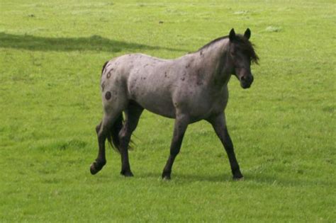 Conheça O Mercado Milionário De Seguro Para Cavalos Forbes