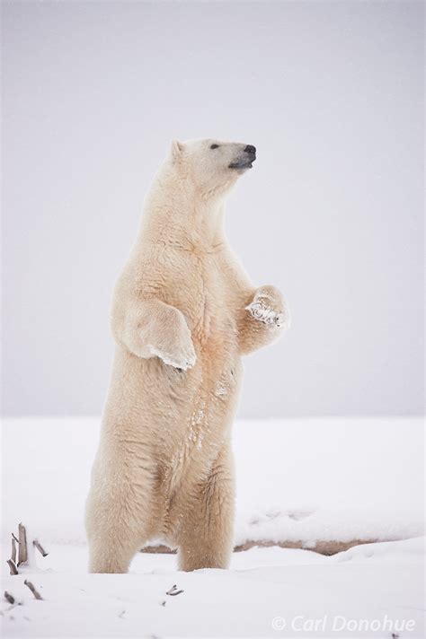 Polar Bear Standing In Arctic National Wildlife Alaska Alaska Carl
