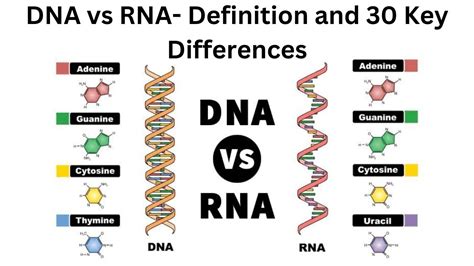 Dna Vs Rna Definition And 30 Key Differences Youtube