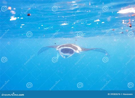 Manta Ray Floating Underwater Stock Photo Image Of Ocean Giant 39582676
