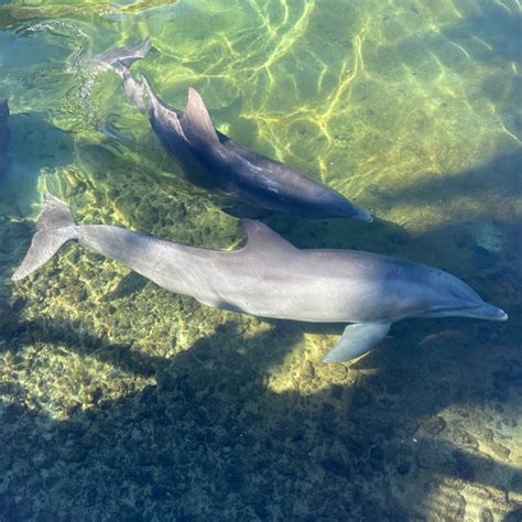 Dolphin Quest In Waikoloa Village Hi