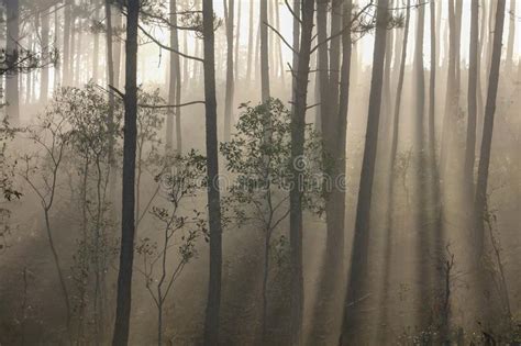 Pine Forest Sunlight And Mist Stock Photo Image Of Morning