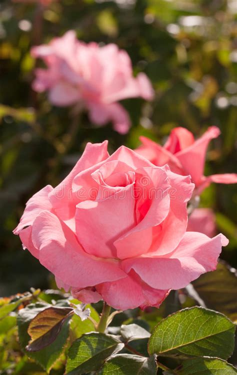 Pink Rose In Full Bloom Stock Image Image Of Blooming 45325233