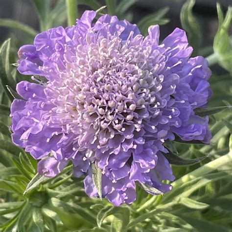 Scabiosa Columbaria ‘blue Note Harley Nursery