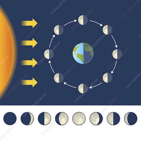 Phases Of The Moon Illustration Stock Image C0507629 Science