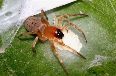 Spider Eggs In The House Ways To Safely Eliminate