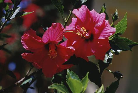 How To Get Rid Of Bugs On A Hibiscus Plant Hunker Hibiscus Tree