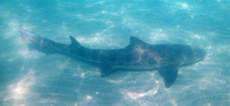 Snorkeling La Jolla Shores Swim With Leopard Sharks Leopard Shark