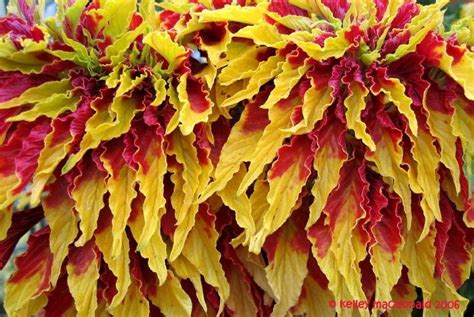 We did not find results for: PlantFiles Pictures: Summer Poinsettia, Joseph's Coat ...