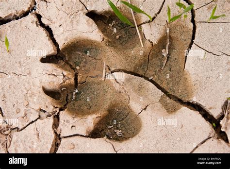 Animal Footprint In The Mud Stock Photo Alamy