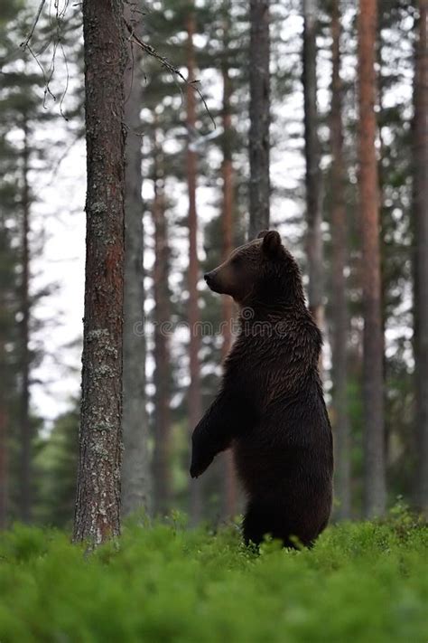 Brown Bear Standing In The Forest Late At Night Stock Photo Image Of