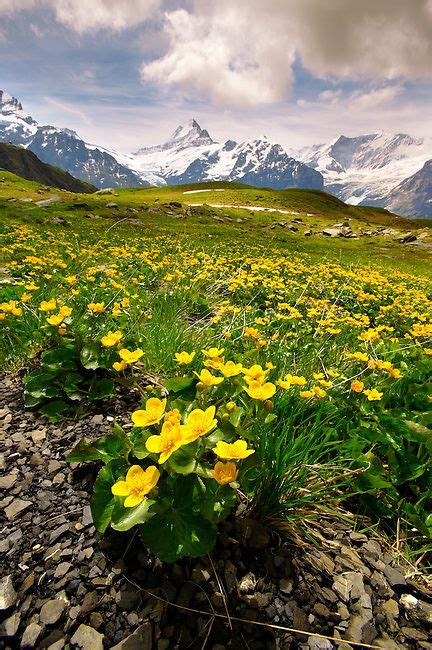 Pictures Of Alpine Flowers Switzerland Stock Photos Funkystock
