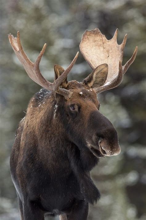 Канадский лось Canadian Animals Moose Pictures Moose Pics