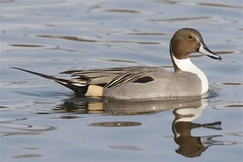Weibchen 56 cm), die in den gemäßigten zonen europas, asiens und. vogelwarte.ch - Spiessente