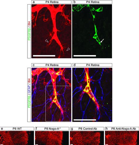 Fig S Detection Of Pericytes Astrocytes And Endothelial Cells In