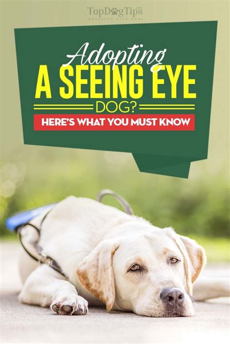 Seeing Eye Dog Adoption Everything You Must Know Before Adopting