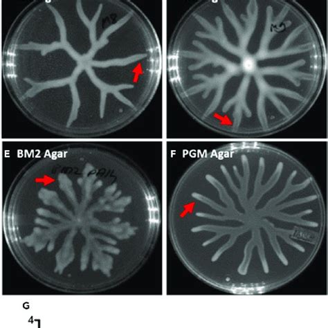 Media Dependent Plasticity In P Aeruginosa Swarming Growth Media Vary