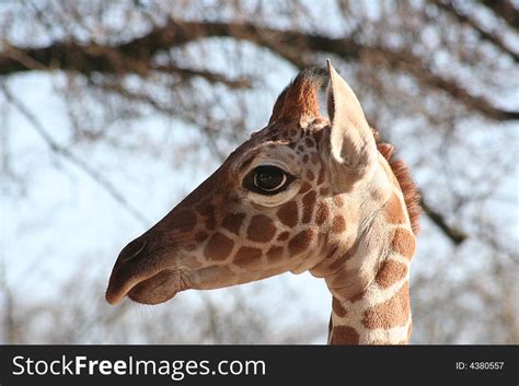 170 Giraffe Eye Free Stock Photos Stockfreeimages Page 3