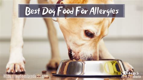 The Best Dog Food For Allergies A Comprehensive Guide
