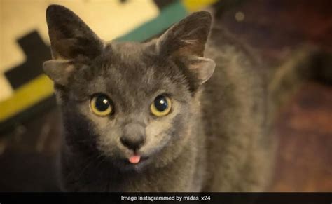 Kitten Born With Four Ears Finds A Forever Home