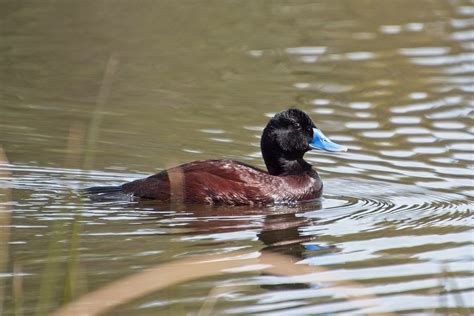 Blue Billed Duck Looking Healthy In The Lead Up To Spring Rduck