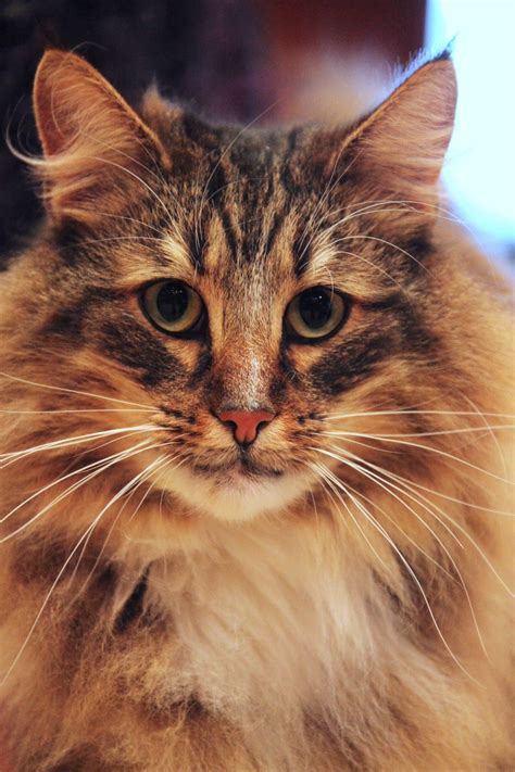 Norwegian Forest Cat Breed Profile And Information Litter Robot