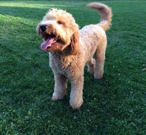 The goldendoodle is bred to be a family dog. Goldendoodle Puppy for Sale - Adoption, Rescue ...
