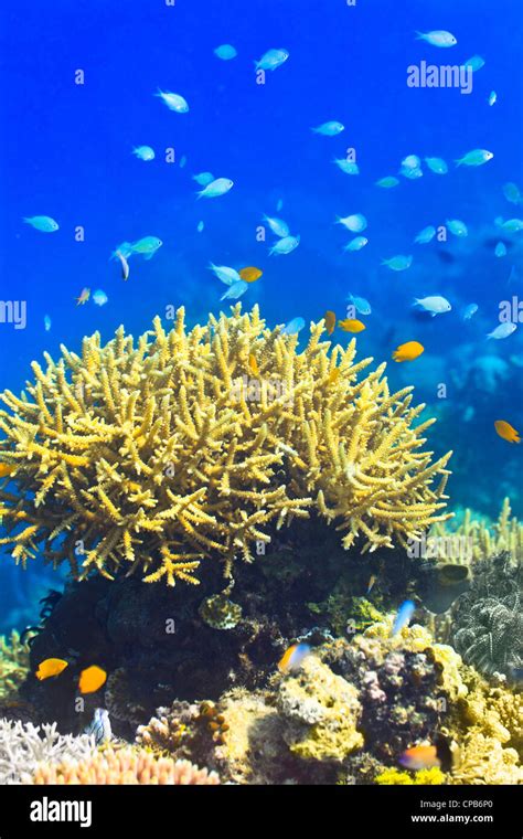 Coral Reef Underwater With Fishes Stock Photo Alamy