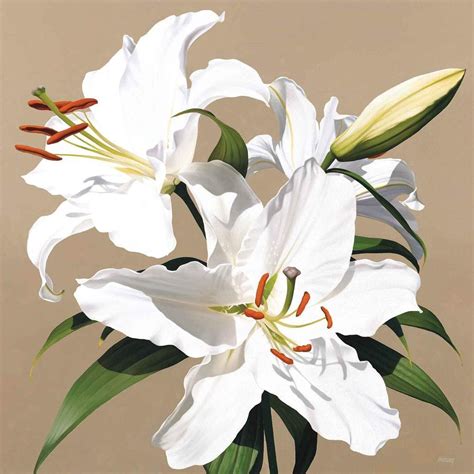 White Lily Ii Lily Painting Lilies Drawing Lily Flower Painting
