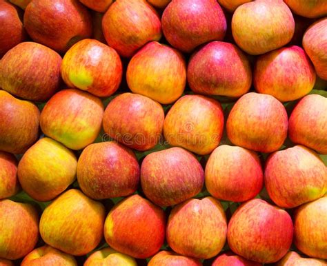 Fresh Red Apples Stock Image Image Of Abundance Organic 32601567