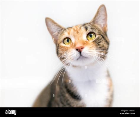 Portrait Of A Calico Domestic Shorthair Cat Stock Photo Alamy