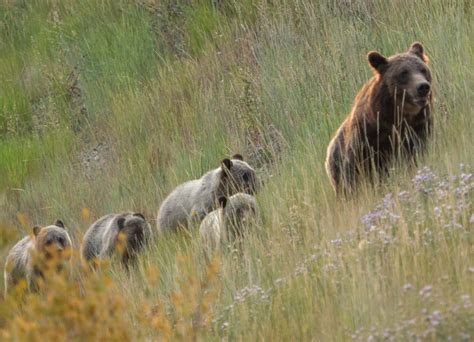 Grizzly 399 And Her Four Cubs Teton National Park