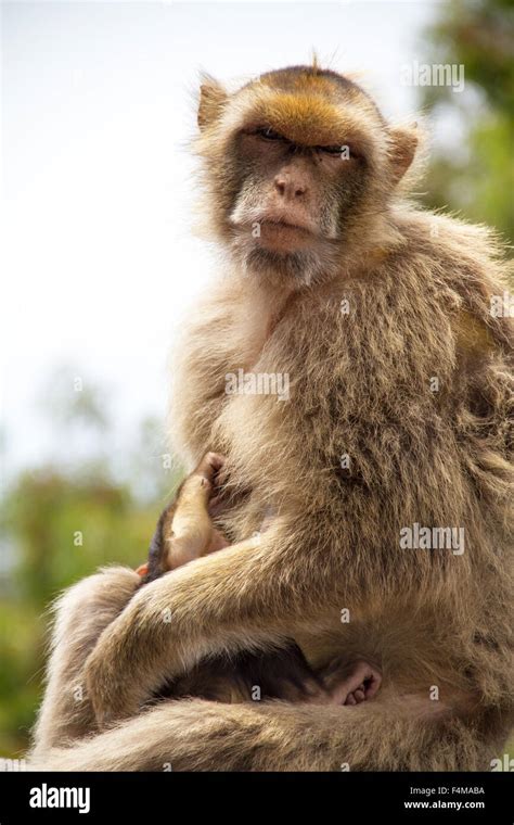 40 Funny Photo Of Monkey