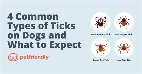 4 Common Types Of Ticks On Dogs And What To Expect