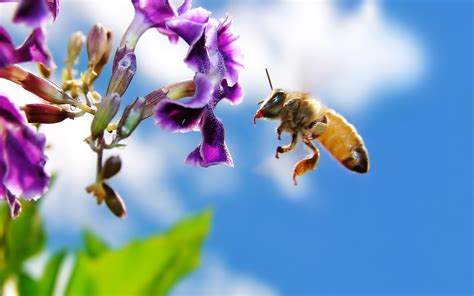 Bee On Flower Widescreen Wallpapers Hd Wallpapers Id 8041