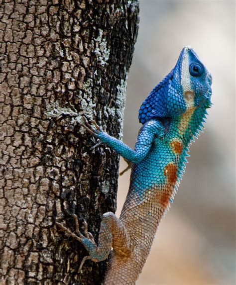 Pin By Eyecruelbunny On Blue Crested Lizardandchameleonandbearded Dragon