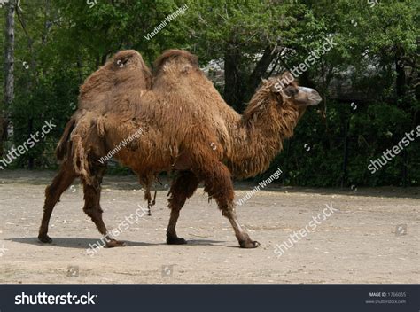 Bactrian Twohumped Camel Known Twohumped Camel Stock Photo 1766055