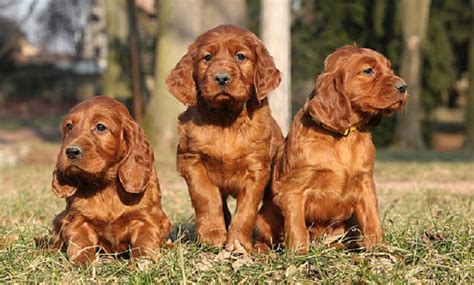 Irish Setters Dog Breed Detailed Information And Facts