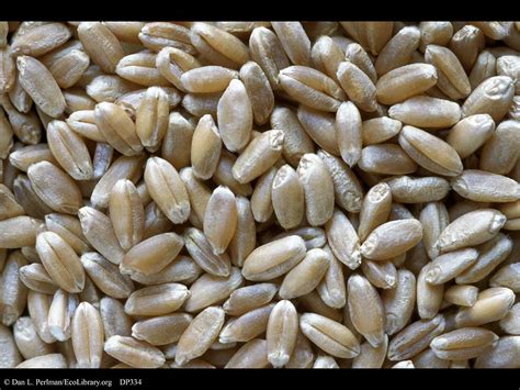 Ecolibrary Display Hard Red Spring Wheat