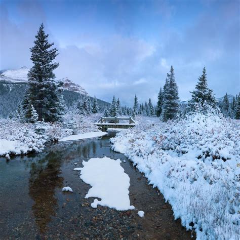 Bow Lake Banff National Park Stock Photo Image Of Pretty